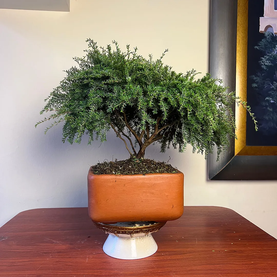 Bonsái Bequia o Árbol de la Vida Mini
