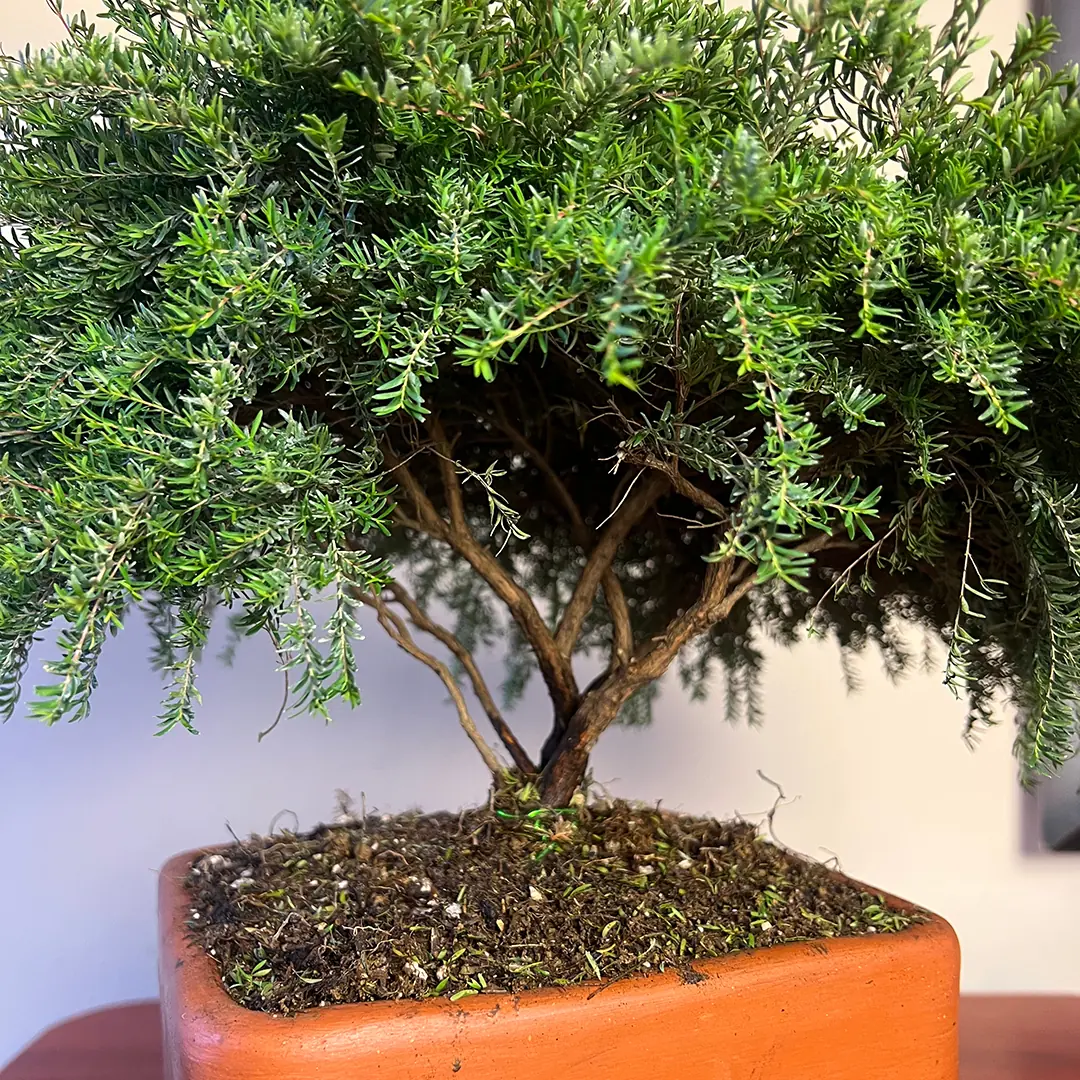 Detalle del follaje de Bonsái Bequia o Árbol de la Vida Mini