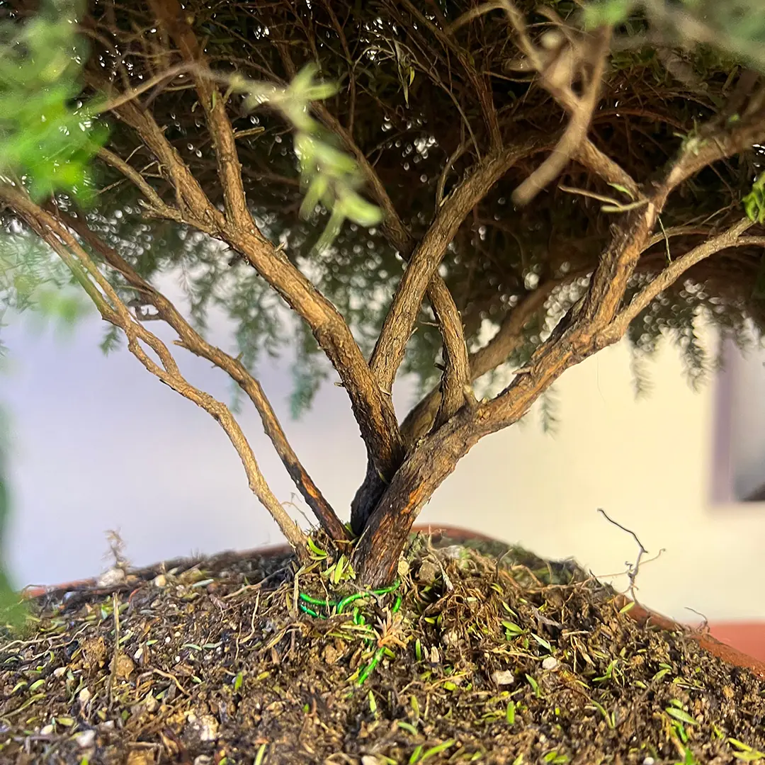 Detalle del tronco de Bonsái Bequia o Árbol de la Vida Mini