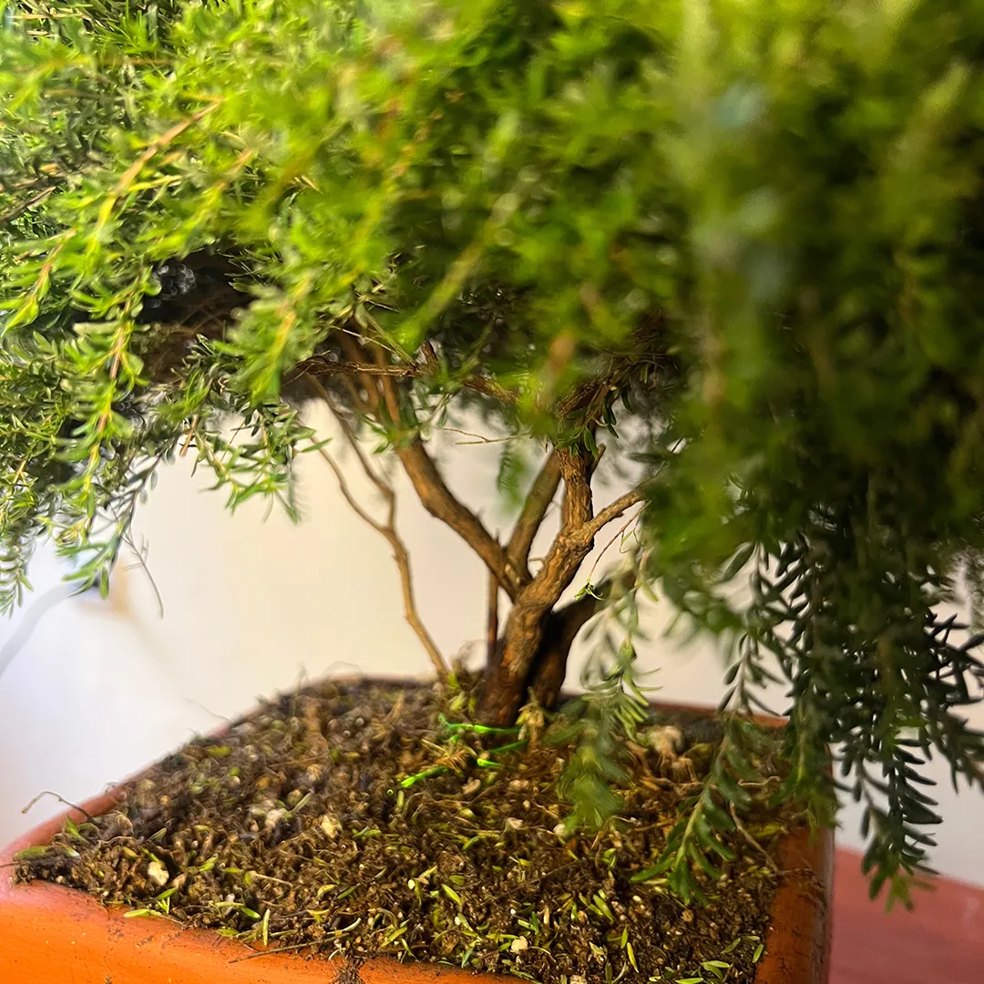 Detalle de la base y las raíces de Bonsái Bequia o Árbol de la Vida Mini