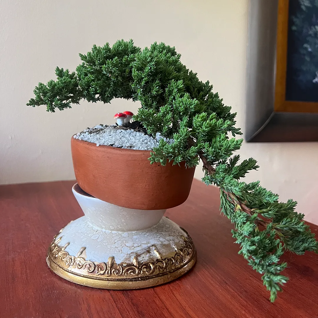 Bonsái Junípero Cascada Mini, árbol completo de frente